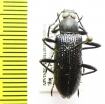 Tenebrionidae sp.  India - INSECTS-STORE.RU
