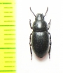 Calyptopsis emarginata  Azerbaijan - INSECTS-STORE.RU
