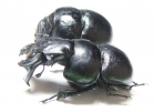 Lethrus halkidikensis, pair  Greece - INSECTS-STORE.RU
