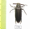 Rhipiceridae sp.  Namibia - INSECTS-STORE.RU