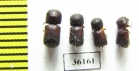 Bostrichidae sp.  Thailand - INSECTS-STORE.RU