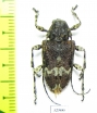 Cerambycidae sp.  Costa Rica - INSECTS-STORE.RU