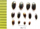 Dytiscidae sp.  Thailand - INSECTS-STORE.RU