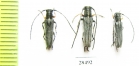 Phytoecia cylindrica  Russia, Tver reg. - INSECTS-STORE.RU