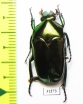 Cetoniinae sp.  Indonesia, Ceram isl. - INSECTS-STORE.RU