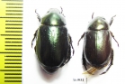 Rutelinae sp.  Thailand - INSECTS-STORE.RU