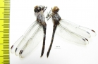 Odonata sp.  Thailand - INSECTS-STORE.RU
