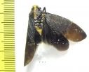 Homoptera sp.  Ecuador - INSECTS-STORE.RU