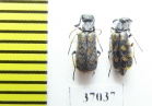 Meloidae sp.  South Africa Rep. - INSECTS-STORE.RU