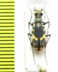 Cicindelidia schauppi  USA, Texas - INSECTS-STORE.RU