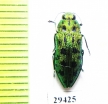 Lamprodila virgata  Japan - INSECTS-STORE.RU