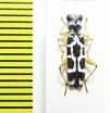 Cleridae sp.  Malaysia - INSECTS-STORE.RU