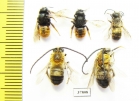 Hymenoptera sp.  Russia, Kaluga reg. - INSECTS-STORE.RU