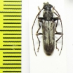 Cerambycidae sp.  Malawi - INSECTS-STORE.RU