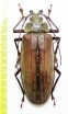 Xixuthrus microcerus, female  Malaysia 70mm - INSECTS-STORE.RU