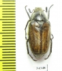 Anoxia scutellaris rumelica  Bulgaria - INSECTS-STORE.RU