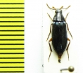 Melandrya rufipes  Russia, Far East - INSECTS-STORE.RU