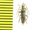 Oedemera barbara  Greece - INSECTS-STORE.RU