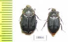 Thanatophilus terminatus  Russia, Astrakhan reg. - INSECTS-STORE.RU
