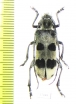 Callundine lacordairei  Laos - INSECTS-STORE.RU