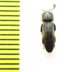Melasis buprestoides  Italy - INSECTS-STORE.RU