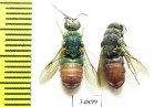 Parnopes grandior  Russia, Moscow reg. - INSECTS-STORE.RU