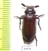 Rhipiceridae sp.  South Africa Rep. - INSECTS-STORE.RU