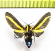 Erebidae sp.  Ecuador - INSECTS-STORE.RU