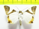 Geometridae sp.  Bolivia - INSECTS-STORE.RU