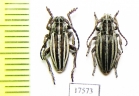 Dorcadion elegans, pair  Kazakhstan - INSECTS-STORE.RU
