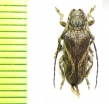 Alexera barii  Peru - INSECTS-STORE.RU