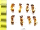 Formicidae sp.  Uzbekistan - INSECTS-STORE.RU