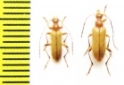 Pidonia debilis  Russia, Far East - INSECTS-STORE.RU
