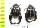 Hopliini sp.  South Africa Rep. - INSECTS-STORE.RU