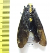 Homoptera sp.  Ecuador - INSECTS-STORE.RU