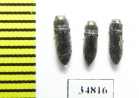 Acmaeodera truquii  Turkey - INSECTS-STORE.RU