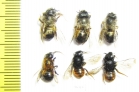Hymenoptera sp.  Russia, Kaluga reg. - INSECTS-STORE.RU