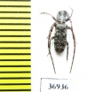 Cerambycidae sp.  South Africa Rep. - INSECTS-STORE.RU