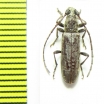 Cerambycidae sp.  Malawi - INSECTS-STORE.RU