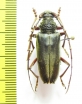 Cerambycidae sp.  Gabon - INSECTS-STORE.RU