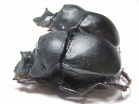 Catharsius sp.  China, Yunnan prov. - INSECTS-STORE.RU