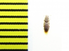 Langelandia anophtalma  Italy - INSECTS-STORE.RU
