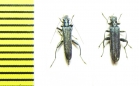 Oedemera sp. Turkey - INSECTS-STORE.RU