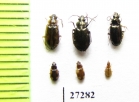 Carabidae sp.  Uzbekistan - INSECTS-STORE.RU