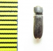 Melasis buprestoides  Russia - INSECTS-STORE.RU