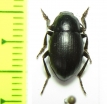 Bioramix espanoli  Pakistan - INSECTS-STORE.RU