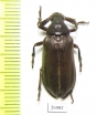 Rhipiceridae sp.  South Africa Rep. - INSECTS-STORE.RU