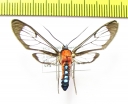 Erebidae sp.  Ecuador - INSECTS-STORE.RU