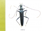 Novantinoe sp.  Ecuador - INSECTS-STORE.RU