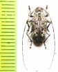 Atrypanius conspersus  Peru - INSECTS-STORE.RU